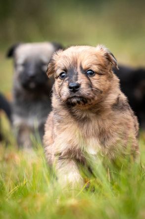 Altdeutsche Hütehund Welpen reinrassig