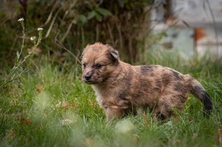 Altdeutsche Hütehund Welpen reinrassig