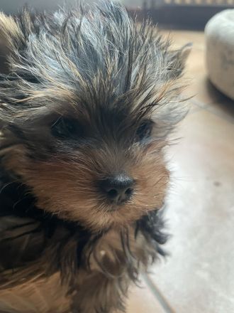 Reinrassige Yorkshire Terrier Rüde, Welpe, sucht noch  ein neues Zuhause