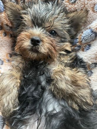 Reinrassige Yorkshire Terrier Rüde, Welpe, sucht noch  ein neues Zuhause