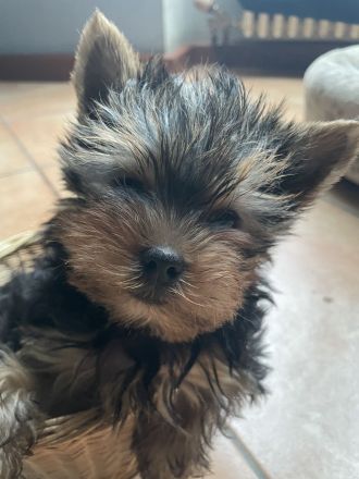 Reinrassige Yorkshire Terrier Rüde, Welpe, sucht noch  ein neues Zuhause