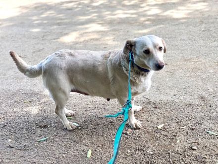 Hopihe, kleine Schneeflocke sucht ein ruhiges entspanntes Zuhause