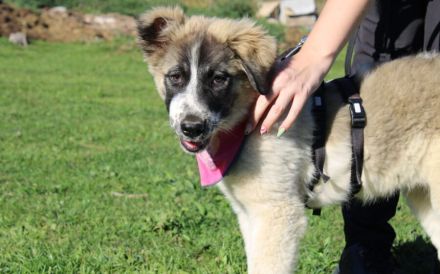 Zuhause gesucht für Zumi