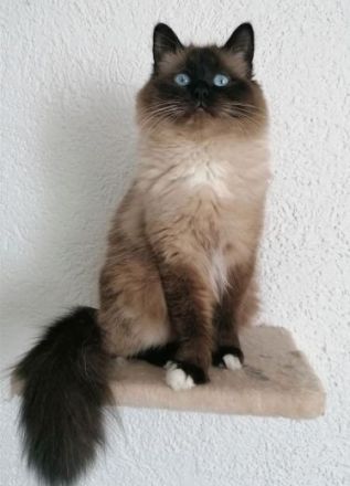 😻 Reinrassige Heilige Birma Kitten - ab Mitte Dezember abzugeben! 😻