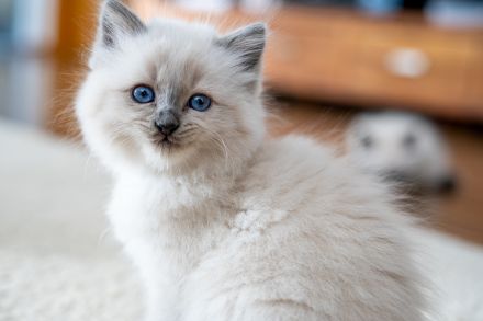 😻 Reinrassige Heilige Birma Kitten - ab Mitte Dezember abzugeben! 😻