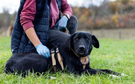 Sicherheit und Orientierung für Keesha