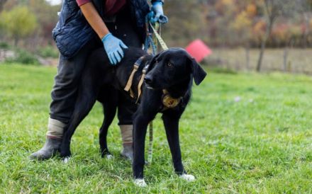 Sicherheit und Orientierung für Keesha