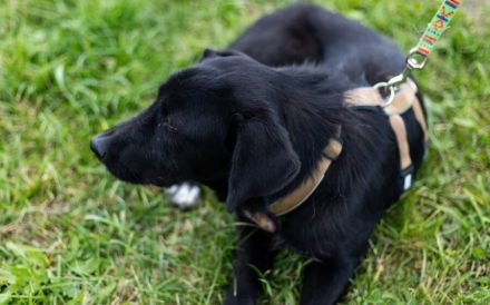 Sicherheit und Orientierung für Keesha