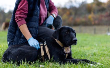 Sicherheit und Orientierung für Keesha