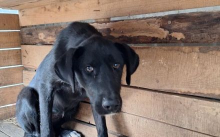 Sicherheit und Orientierung für Keesha