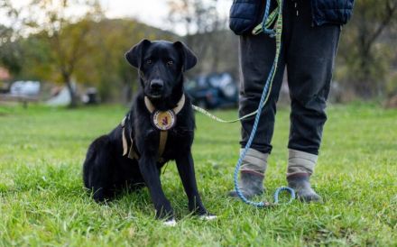 Sicherheit und Orientierung für Keesha