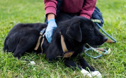 Sicherheit und Orientierung für Keesha