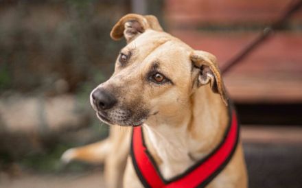 Wer öffnet sein Herz für Blondie ?