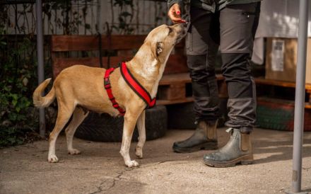 Wer öffnet sein Herz für Blondie ?