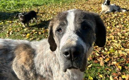 Sanfter Riese Clooney hofft auf seine zweite Chance