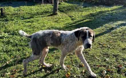 Sanfter Riese Clooney hofft auf seine zweite Chance