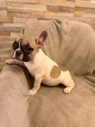 Französische Bulldoggen Welpen suchen ein wunderschönes Zuhause