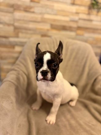 Französische Bulldoggen Welpen suchen ein wunderschönes Zuhause