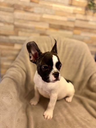 Französische Bulldoggen Welpen suchen ein wunderschönes Zuhause