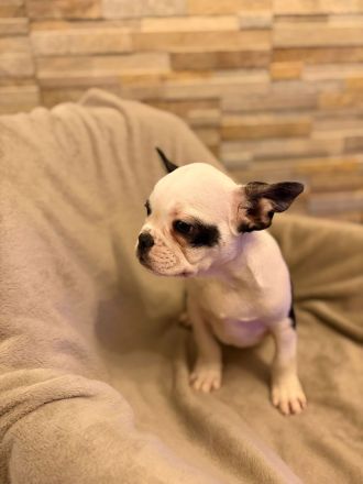 Französische Bulldoggen Welpen suchen ein wunderschönes Zuhause