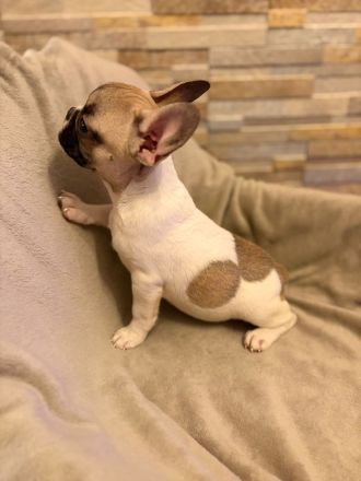 Französische Bulldoggen Welpen suchen ein wunderschönes Zuhause