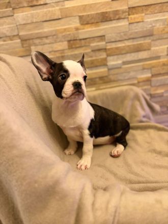 Französische Bulldoggen Welpen suchen ein wunderschönes Zuhause