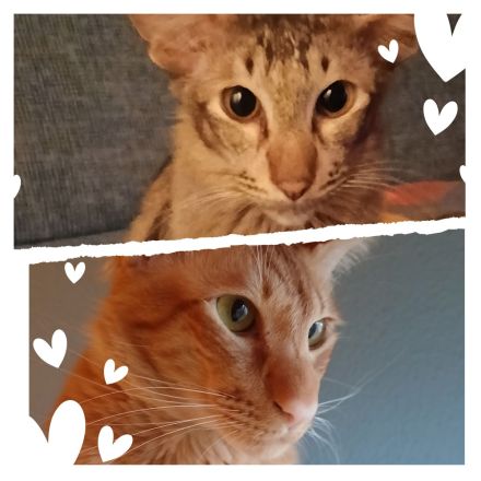 Cattery vom Nebelsee / Balinesen * Javanesen * OKH