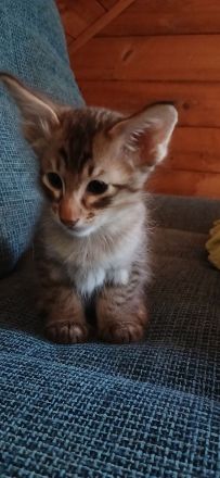 Cattery vom Nebelsee / Balinesen * Javanesen * OKH