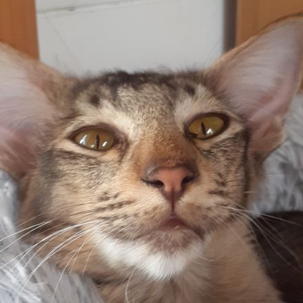 Cattery vom Nebelsee / Balinesen * Javanesen * OKH