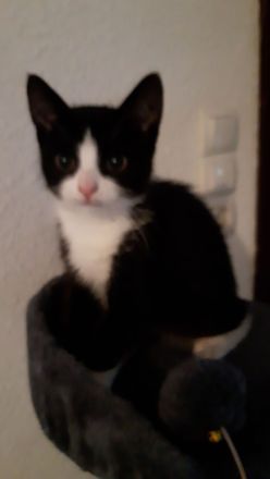 Kleiner Kater babu sucht ein liebevolles Zuhause ab sofort