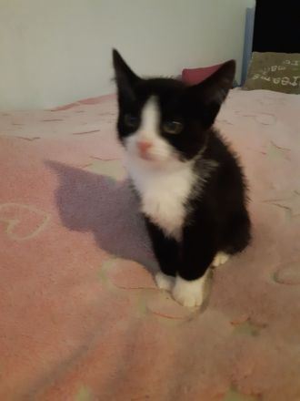 Kleiner Kater babu sucht ein liebevolles Zuhause ab sofort