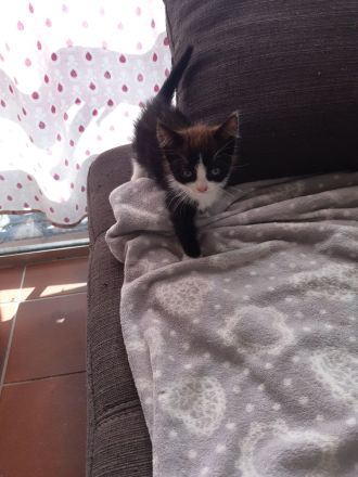 Kleiner Kater babu sucht ein liebevolles Zuhause ab sofort