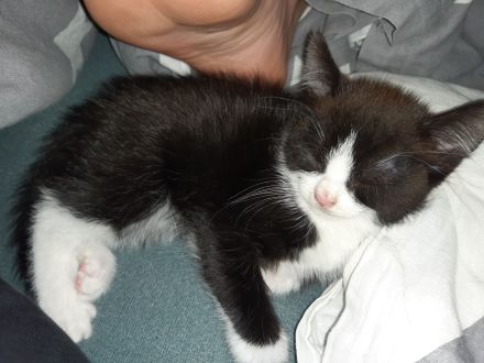 Kleiner Kater babu sucht ein liebevolles Zuhause ab sofort