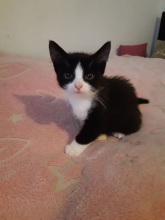 Kleiner Kater babu sucht ein liebevolles Zuhause ab sofort
