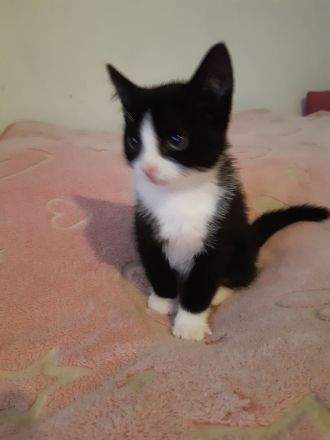 Kleiner Kater babu sucht ein liebevolles Zuhause ab sofort