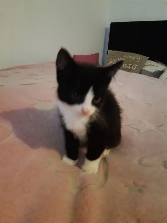 Kleiner Kater babu sucht ein liebevolles Zuhause ab sofort