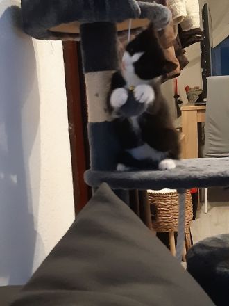 Kleiner Kater babu sucht ein liebevolles Zuhause ab sofort
