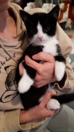 Kleiner Kater babu sucht ein liebevolles Zuhause ab sofort