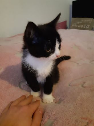 Kleiner Kater babu sucht ein liebevolles Zuhause ab sofort