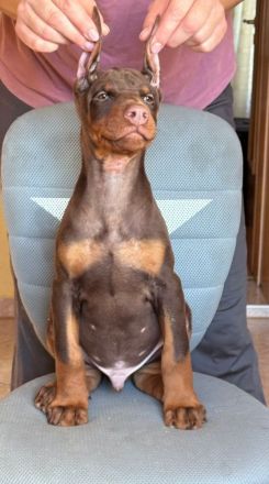 Щенки Добермана