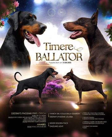 Щенки Добермана