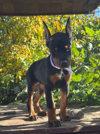 Щенки Добермана