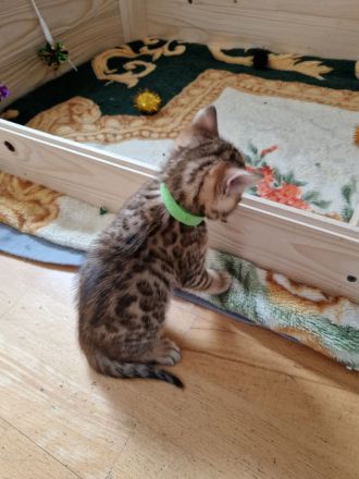 Bengal Kitten
