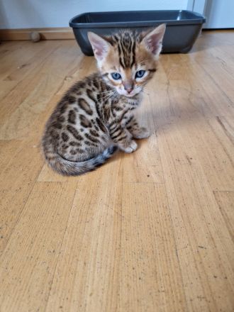 Bengal Kitten