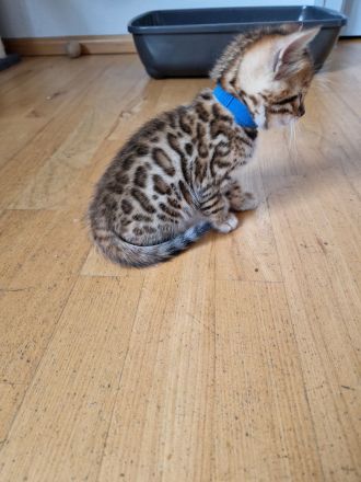 Bengal Kitten