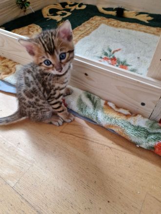 Bengal Kitten