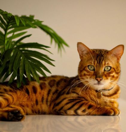 Bengal Kitten
