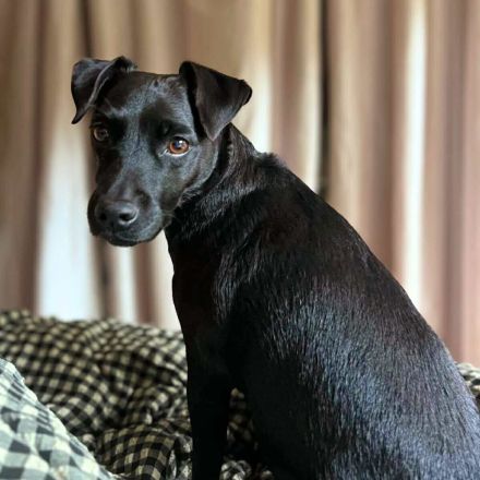 Otti in 50968 Köln sucht ihr Für-immer-Zuhause