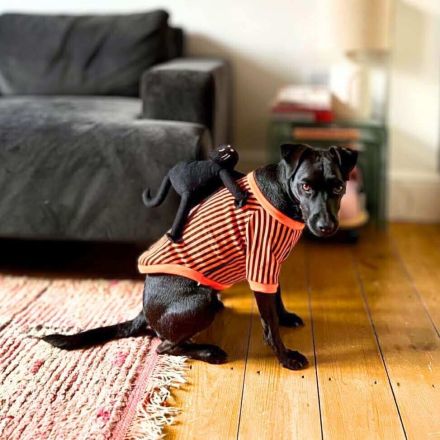 Otti in 50968 Köln sucht ihr Für-immer-Zuhause