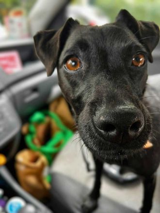 Otti in 50968 Köln sucht ihr Für-immer-Zuhause